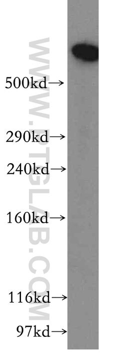 DYNC1H1 Rabbit anti-Human, Mouse, Rat, Zebrafish, Polyclonal, Proteintech:Antibodies:Primary