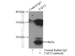 TAF12 Rabbit anti-Human, Mouse, Polyclonal, Proteintech 20 &mu;L; Unconjugated:Antibodies,