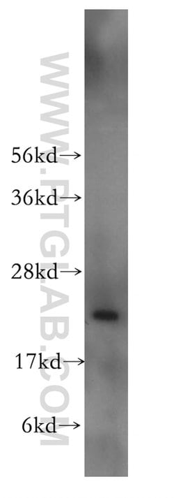 TAF12 Rabbit anti-Human, Mouse, Polyclonal, Proteintech 20 &mu;L; Unconjugated:Antibodies,