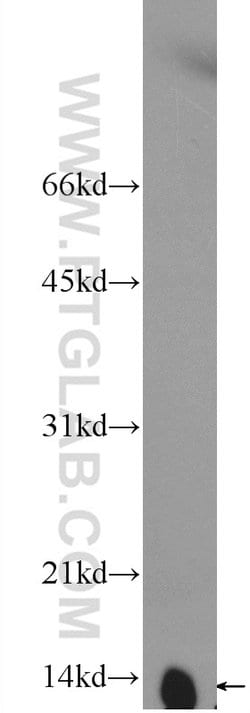 NDUFB3 Rabbit anti-Human, Mouse, Rat, Polyclonal, Proteintech 150 &mu;L;