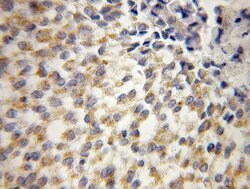 UQCRH Rabbit anti-Human, Mouse, Rat, Polyclonal, Proteintech 150 &mu;L;