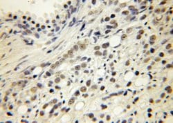 KPNA6 Rabbit anti-Human, Polyclonal, Proteintech 150 &mu;L; Unconjugated:Antibodies,