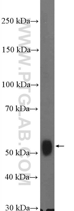 KPNA6 Rabbit anti-Human, Polyclonal, Proteintech 150 &mu;L; Unconjugated:Antibodies,