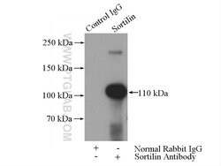 Sortilin Rabbit anti-Human, Mouse, Rat, Polyclonal, Proteintech:Anticorps:Anticorps