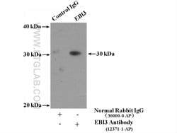 Proteintech EBI3 Rabbit anti-Human, Polyclonal, Proteintech