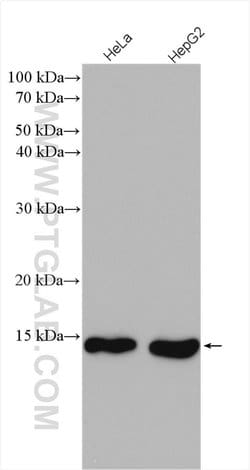SF3B14 Rabbit anti-Human, Mouse, Rat, Polyclonal, Proteintech 150 &mu;L;