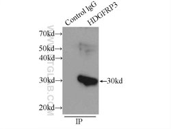 HDGFRP3 Rabbit anti-Human, Mouse, Rat, Polyclonal, Proteintech 150 &mu;L; Unconjugated 