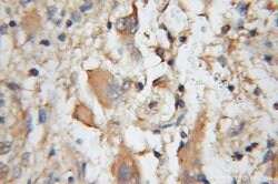 CA8 Rabbit anti-Human, Mouse, Rat, Polyclonal, Proteintech 150 &mu;L; Unconjugated:Antibodies,