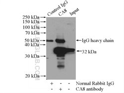 CA8 Rabbit anti-Human, Mouse, Rat, Polyclonal, Proteintech 150 &mu;L; Unconjugated:Antibodies,
