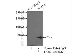 TEAD4 Rabbit anti-Human, Mouse, Rat, Polyclonal, Proteintech:Antibodies:Primary