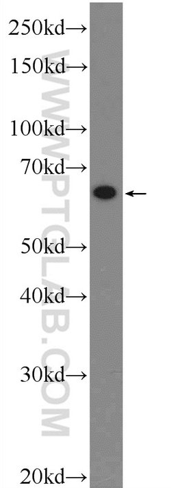 TEAD4 Rabbit anti-Human, Mouse, Rat, Polyclonal, Proteintech:Antibodies:Primary