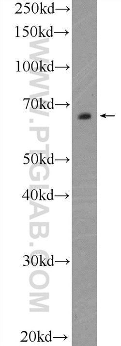 TEAD4 Rabbit anti-Human, Mouse, Rat, Polyclonal, Proteintech:Antibodies:Primary