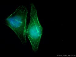 SEPT10 Rabbit anti-Human, Mouse, Rat, Polyclonal, Proteintech 150 &mu;L;