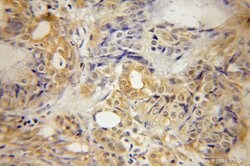 SEPT10 Rabbit anti-Human, Mouse, Rat, Polyclonal, Proteintech 150 &mu;L;