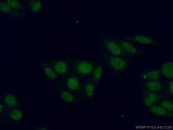 RNGTT Rabbit anti-Human, Mouse, Rat, Polyclonal, Proteintech:Antibodies:Primary