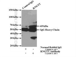 RNGTT Rabbit anti-Human, Mouse, Rat, Polyclonal, Proteintech:Antibodies:Primary