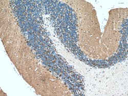 HOMER1 Rabbit anti-Human, Mouse, Rat, Polyclonal, Proteintech:Antibodies:Primary