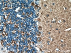HOMER1 Rabbit anti-Human, Mouse, Rat, Polyclonal, Proteintech:Antibodies:Primary