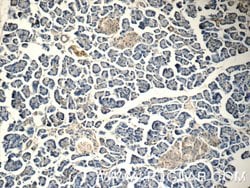 HOMER1 Rabbit anti-Human, Mouse, Rat, Polyclonal, Proteintech:Antibodies:Primary