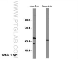 HOMER1 Rabbit anti-Human, Mouse, Rat, Polyclonal, Proteintech:Antibodies:Primary