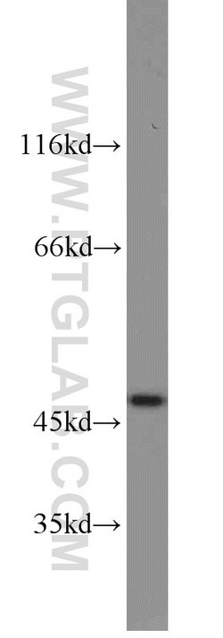 HOMER1 Rabbit anti-Human, Mouse, Rat, Polyclonal, Proteintech:Antibodies:Primary
