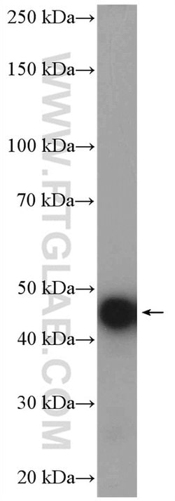 HOMER1 Rabbit anti-Human, Mouse, Rat, Polyclonal, Proteintech:Antibodies:Primary