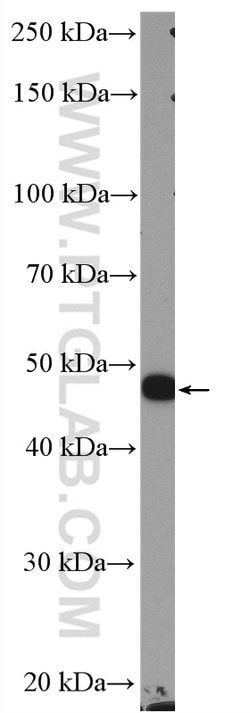 HOMER1 Rabbit anti-Human, Mouse, Rat, Polyclonal, Proteintech:Antibodies:Primary
