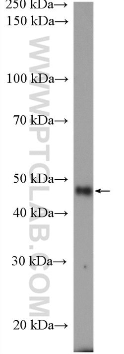 HOMER1 Rabbit anti-Human, Mouse, Rat, Polyclonal, Proteintech:Antibodies:Primary