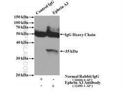 Ephrin A3 Rabbit anti-Human, Mouse, Rat, Polyclonal, Proteintech:Antibodies:Primary