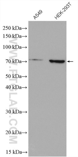 NRF1/nuclear respiratory factor 1 Rabbit anti-Human, Mouse, Rat, Polyclonal,