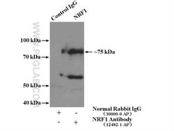 NRF1/nuclear respiratory factor 1 Rabbit anti-Human, Mouse, Rat, Polyclonal,