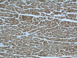 TBL2 Rabbit anti-Human, Mouse, Rat, Polyclonal, Proteintech:Antibodies:Primary