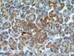 TBL2 Rabbit anti-Human, Mouse, Rat, Polyclonal, Proteintech:Antibodies:Primary