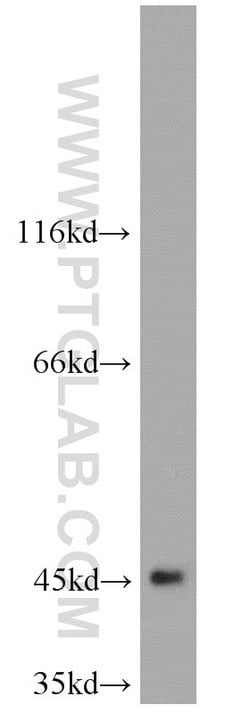 TBL2 Rabbit anti-Human, Mouse, Rat, Polyclonal, Proteintech:Antibodies:Primary