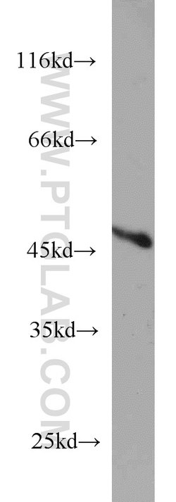 TBL2 Rabbit anti-Human, Mouse, Rat, Polyclonal, Proteintech:Antibodies:Primary