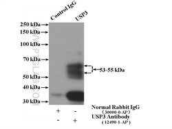 USP3 Rabbit anti-Human, Mouse, Polyclonal, Proteintech:Antibodies:Primary