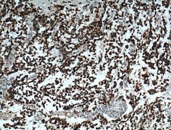 Kir4.1 Rabbit anti-Human, Mouse, Rat, Polyclonal, Proteintech 150 &mu;L;