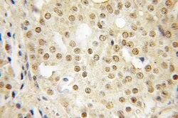 SFRS14 Rabbit anti-Human, Mouse, Rat, Polyclonal, Proteintech 150 &mu;L;