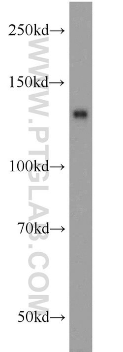 SFRS14 Rabbit anti-Human, Mouse, Rat, Polyclonal, Proteintech 150 &mu;L;
