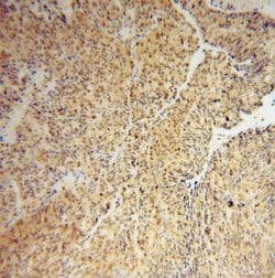 IRF2 Rabbit anti-Human, Mouse, Rat, Polyclonal, Proteintech 150 &mu;L;