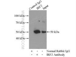 IRF2 Rabbit anti-Human, Mouse, Rat, Polyclonal, Proteintech 150 &mu;L;