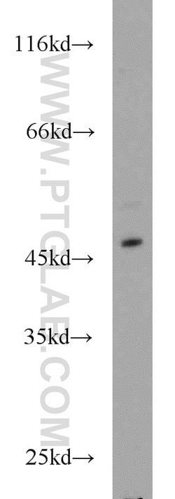 IRF2 Rabbit anti-Human, Mouse, Rat, Polyclonal, Proteintech 150 &mu;L;