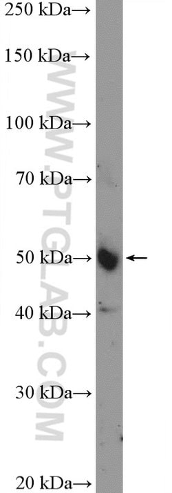 IRF2 Rabbit anti-Human, Mouse, Rat, Polyclonal, Proteintech 150 &mu;L;