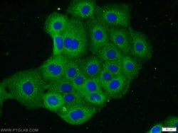 RRAS2 Rabbit anti-Human, Mouse, Polyclonal, Proteintech 150 &mu;L; Unconjugated:Antibodies,