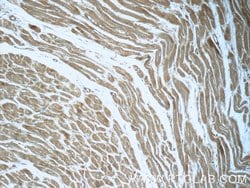 RRAS2 Rabbit anti-Human, Mouse, Polyclonal, Proteintech 150 &mu;L; Unconjugated:Antibodies,