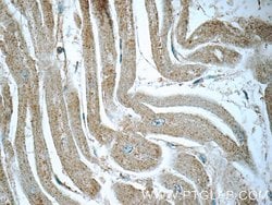 RRAS2 Rabbit anti-Human, Mouse, Polyclonal, Proteintech 150 &mu;L; Unconjugated:Antibodies,