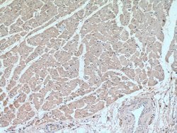 RRAS2 Rabbit anti-Human, Mouse, Polyclonal, Proteintech 150 &mu;L; Unconjugated:Antibodies,