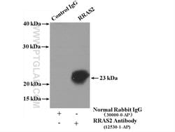 RRAS2 Rabbit anti-Human, Mouse, Polyclonal, Proteintech 150 &mu;L; Unconjugated:Antibodies,