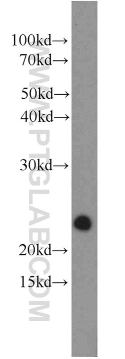 RRAS2 Rabbit anti-Human, Mouse, Polyclonal, Proteintech 150 &mu;L; Unconjugated:Antibodies,