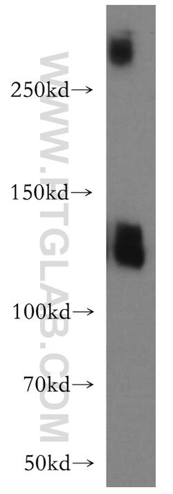 SLC4A8 Rabbit anti-Human, Mouse, Rat, Polyclonal, Proteintech:Antibodies:Primary
